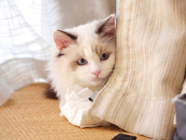 Gatto nascosto dietro la tenda