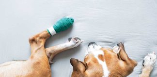iStock-1304728818-cane-medicazione