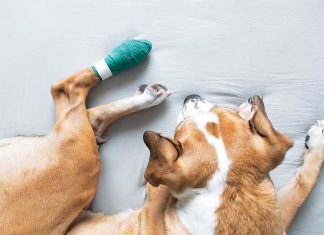 Pronto soccorso veterinario iStock-1304728818-cane-medicazione