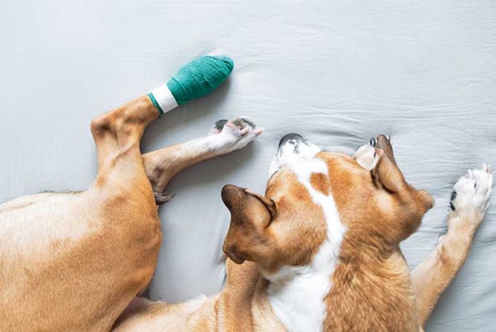 iStock-1304728818-cane-medicazione iStock-1304728818-cane-medicazione