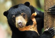 iStock-1324171351-orso-malese