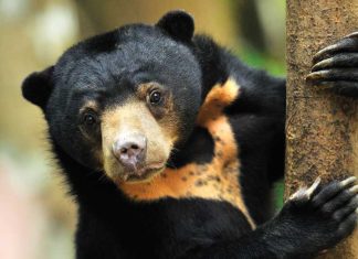 Animali a rischio iStock-1324171351-orso-malese