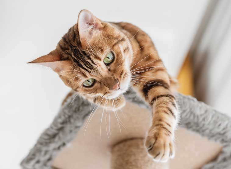 Gatto sul tresplolo