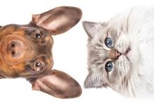 Otiti recidivanti in estate iStock-2160207668-orecchie-gatto-cane