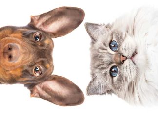 Otiti recidivanti in estate iStock-2160207668-orecchie-gatto-cane