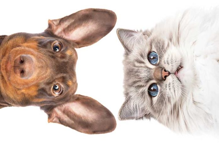iStock-2160207668-orecchie-gatto-cane iStock-2160207668-orecchie-gatto-cane