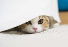 Perché il gatto si nasconde? iStock-2171119210-gatto-nascosto-spaventato