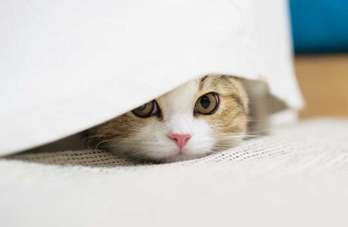 iStock-2171119210-gatto-nascosto-spaventato