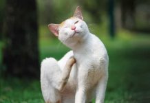 Le patologie dermatologiche nel cane e nel gatto