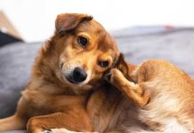 Il cane ha la malassezia? iStock-2257591650-malassezia-cane