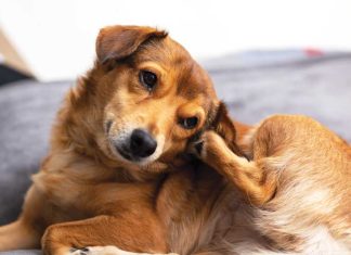Il cane ha la malassezia? iStock-2257591650-malassezia-cane