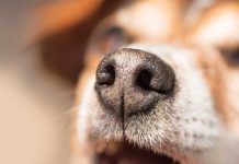 iStock-949998970-cane-bisogno-di-fiutare