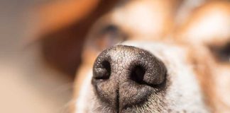 iStock-949998970-cane-bisogno-di-fiutare