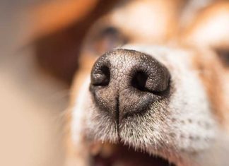 Dal fiuto al riporto iStock-949998970-cane-bisogno-di-fiutare