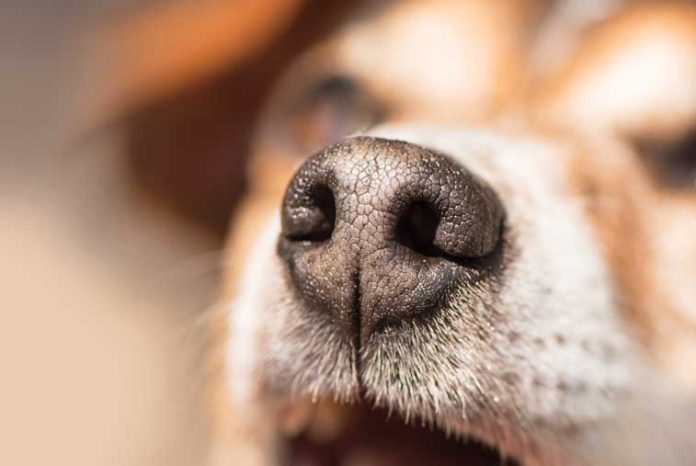 iStock-949998970-cane-bisogno-di-fiutare