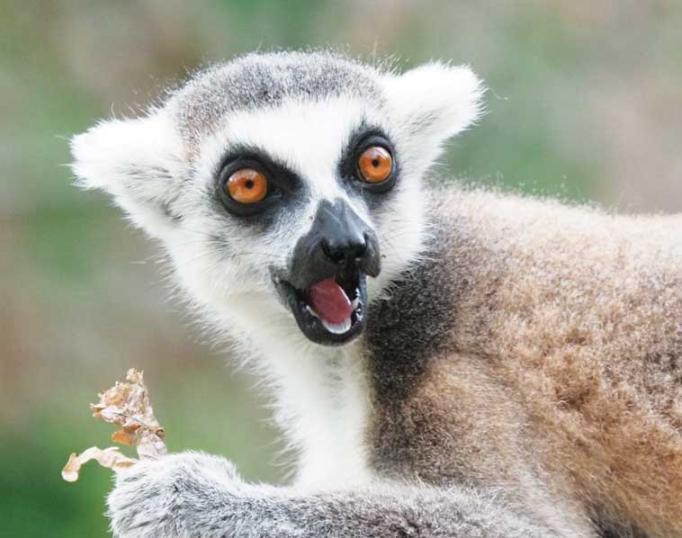 Lemure del Madagascar
