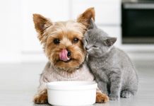 cane-gatto-patologie-urinarie-e-renali