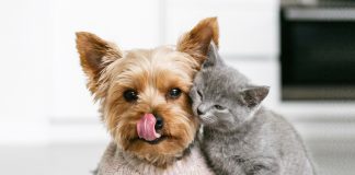 cane-gatto-patologie-urinarie-e-renali