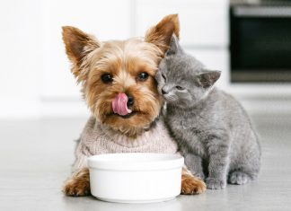 Le patologie dell’apparato urinario e renale: cane-gatto-patologie-urinarie-e-renali