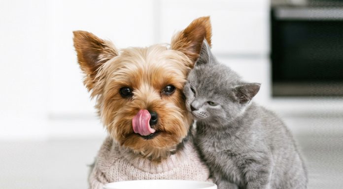 cane-gatto-patologie-urinarie-e-renali