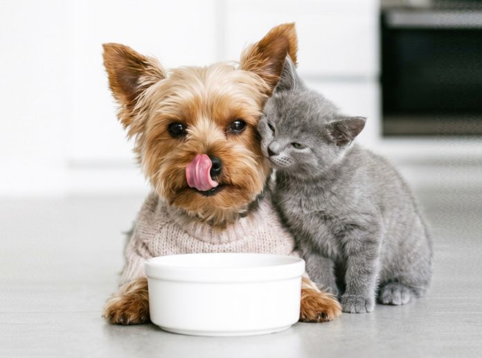 cane-gatto-patologie-urinarie-e-renali cane-gatto-patologie-urinarie-e-renali