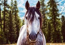 cavallo-in-autunno