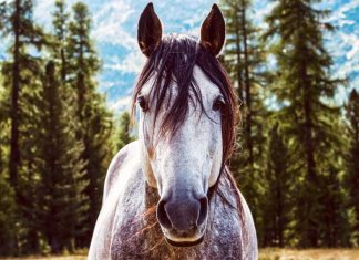 I cavalli in autunno cavallo-in-autunno