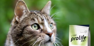 diabete-nel-gatto
