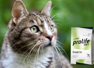 Diabete nel gatto diabete-nel-gatto