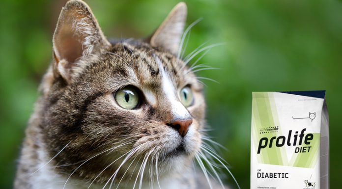 Diabete nel gatto diabete-nel-gatto
