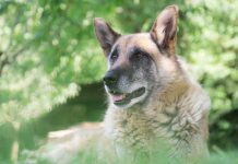 Alimenti personalizzati per cani anziani necon-petfood-alimenti-cani-anziani