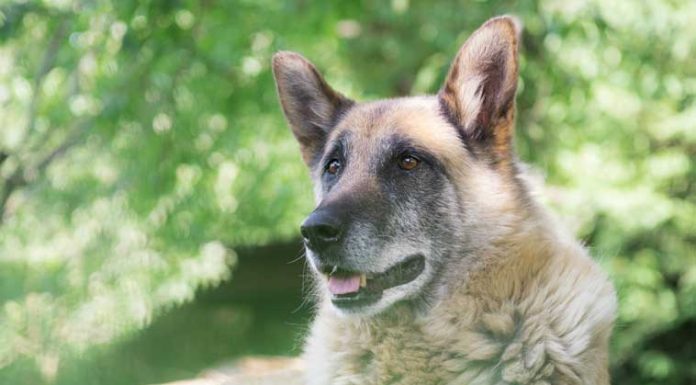 necon-petfood-alimenti-cani-anziani