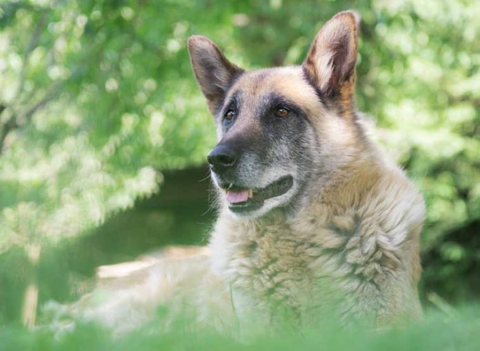 necon-petfood-alimenti-cani-anziani necon-petfood-alimenti-cani-anziani